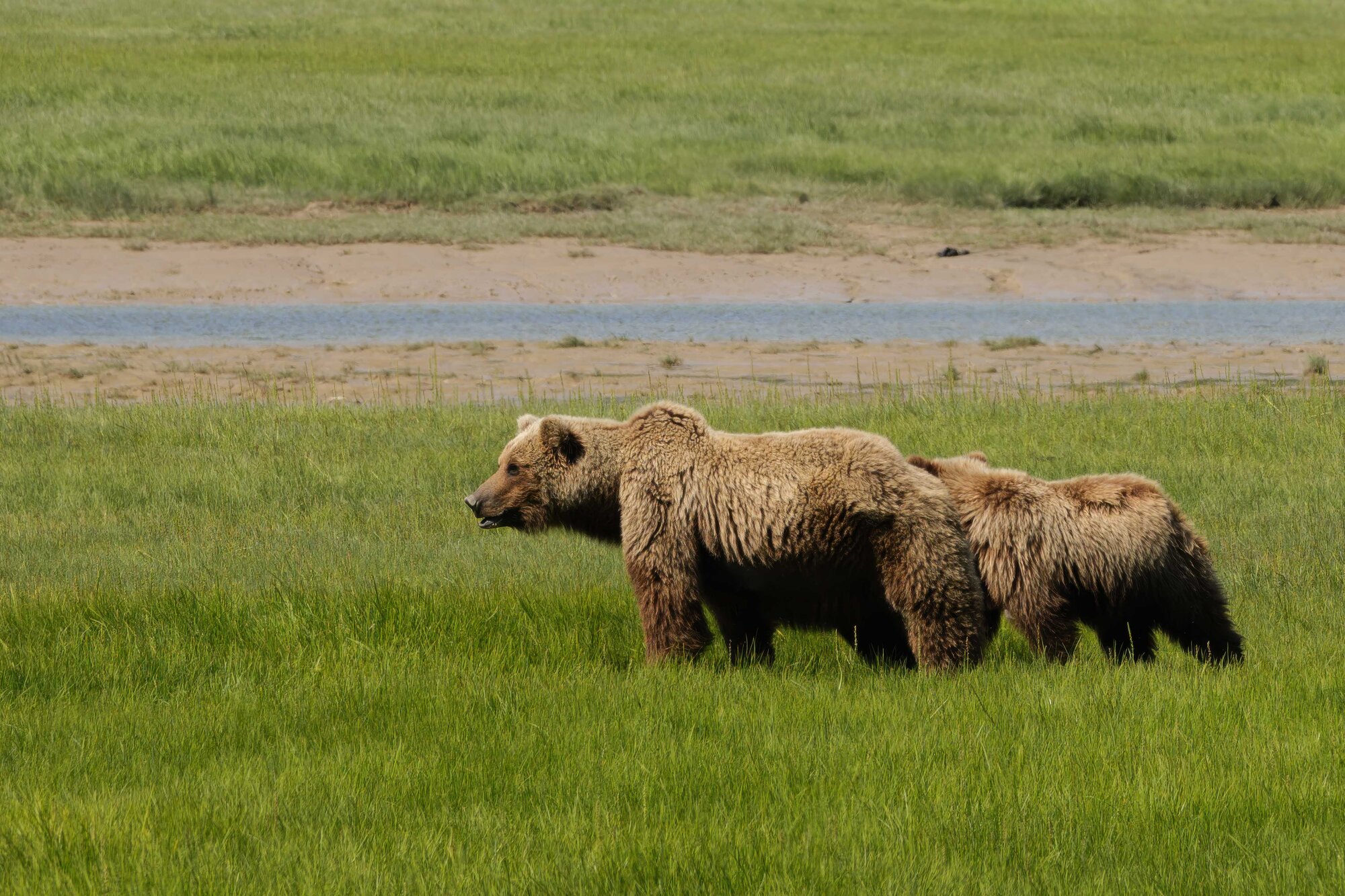Two coastal brown bears grazing in a grass meadow at Lake Clark National Park