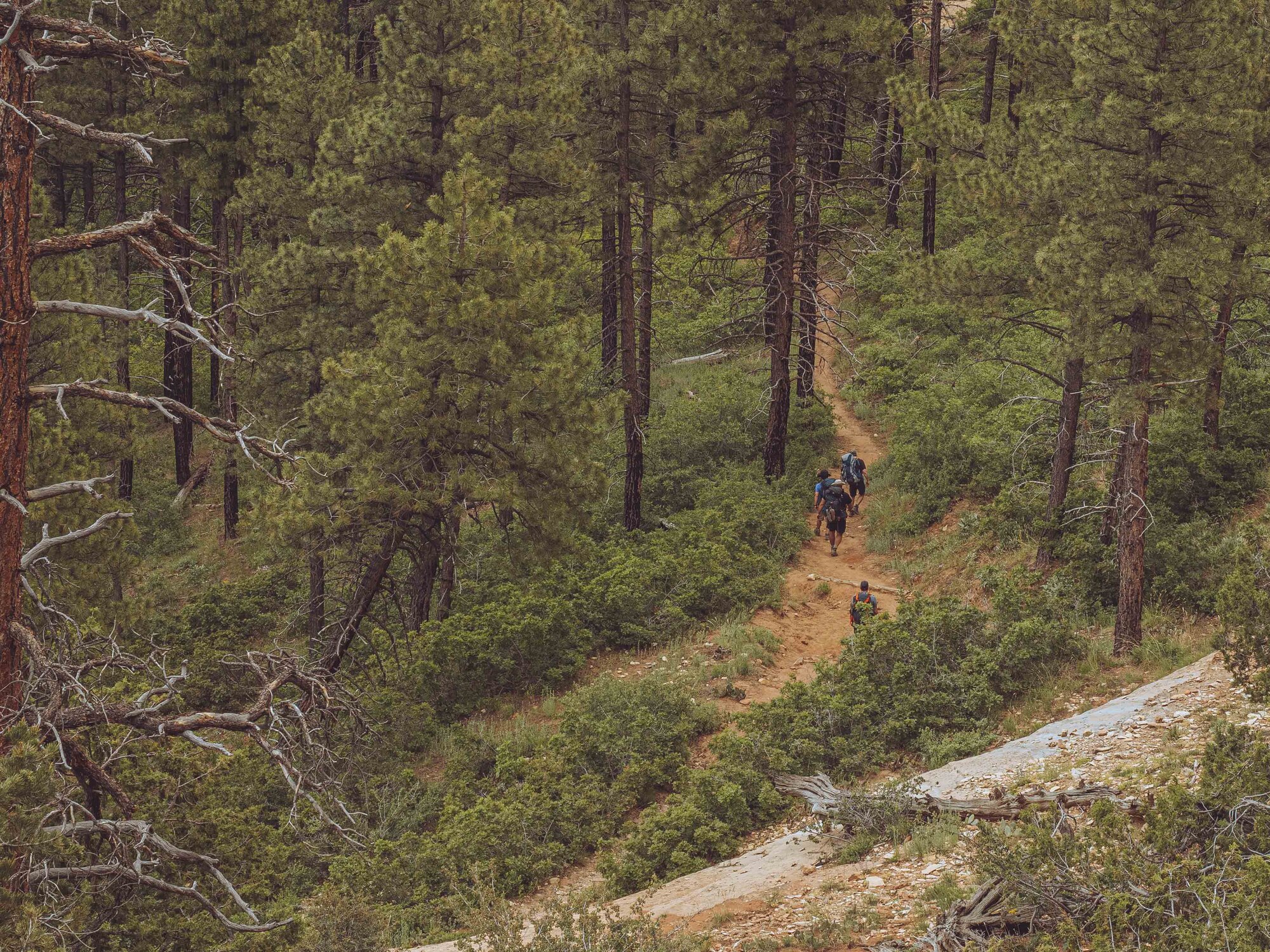 Four hikers descending a narrow dirt trail through dense ponderosa pine forest on the West Rim