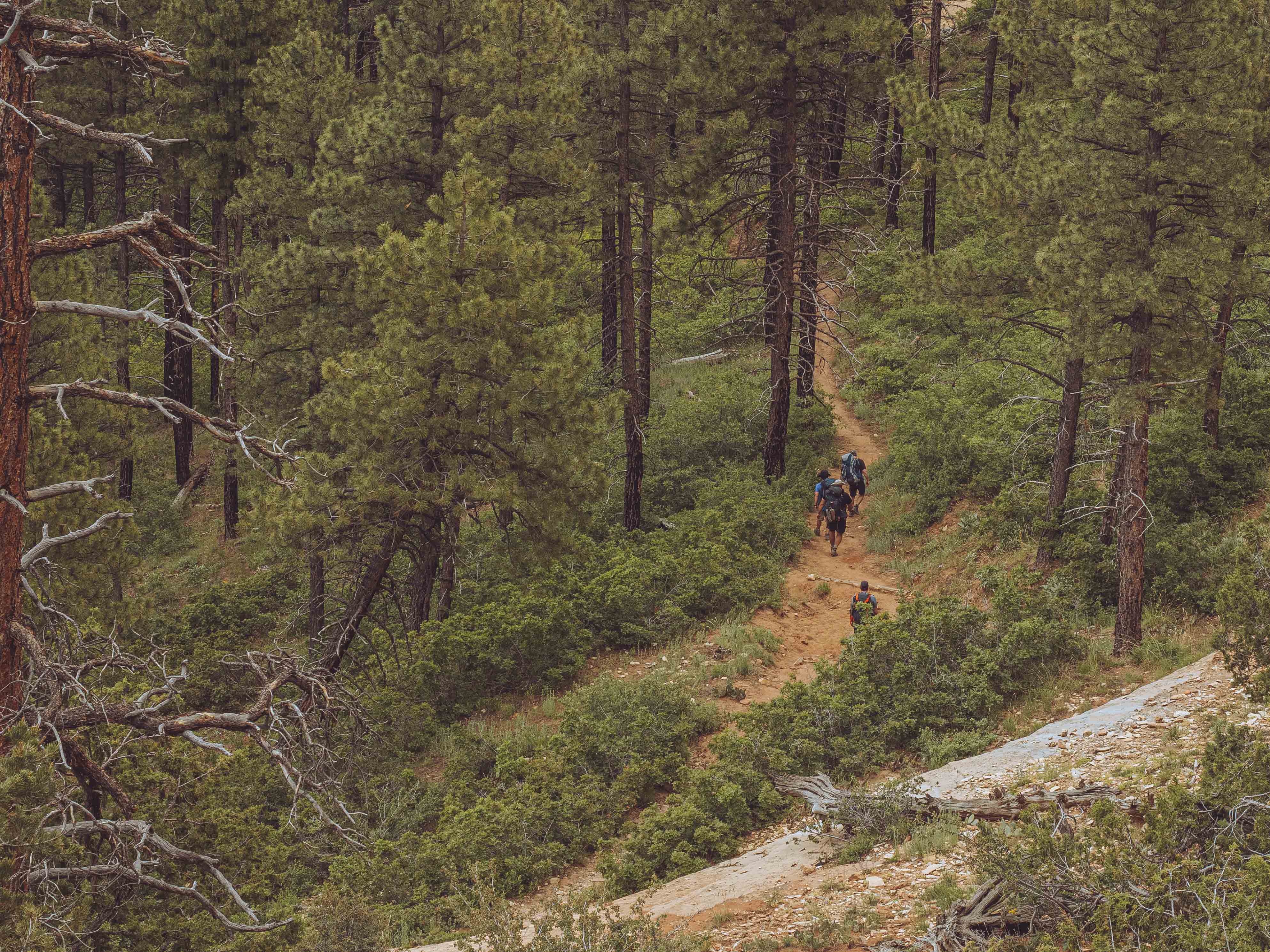 Four hikers descending a narrow dirt trail through dense ponderosa pine forest on the West Rim